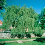 Wierzba płacząca