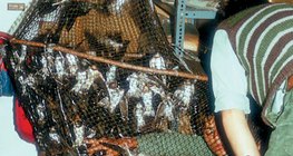 Obrączkowanie schwytanych w sieć jaskółek