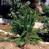 Nawadnianie kroplowe