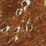 脊髄の神経細胞（ウシ）