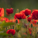 Poppies in a field