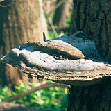 Fungus on a tree