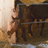 Koń pożywiający się słomą