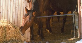 Koń pożywiający się słomą