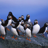 Puffins