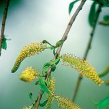 Staminate flower of a white willow