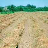 Mown alfalfa