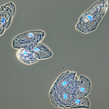 人嘴粘膜细胞的衬里