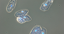 Komórki błony śluzowej wyściełającej ludzkie usta