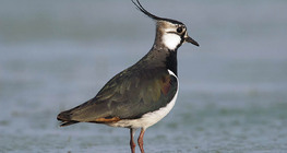 Northern lapwing