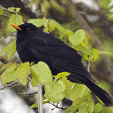Common blackbird