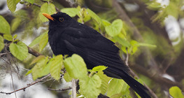 共通のブラックバード