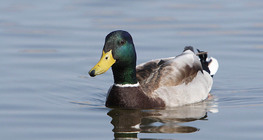 Mallard