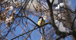 Great tit