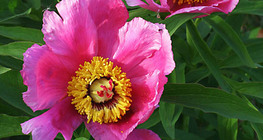 Garden peony