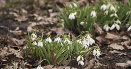 共通の雪だるま