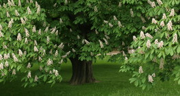 Horse chestnut tree in blossom