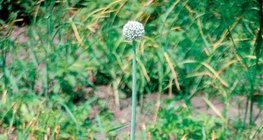 Цветущий лук