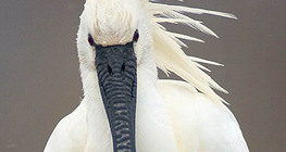 Eurasian spoonbill