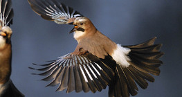 Eurasian jay