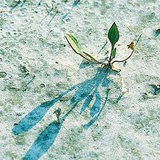 Flourishing in saline soil