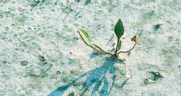 Roślina w zasolonej glebie