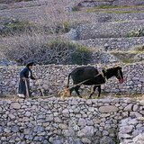 Rolnictwo w regionie śródziemnomorskim