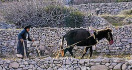 Rolnictwo w regionie śródziemnomorskim