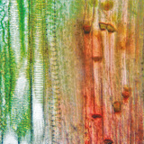 植物维管组织（葫芦杆）