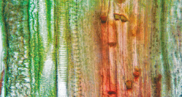 Przekrój wzdłużny wiązki przewodzącej rośliny (łodyga dyni)