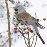 Fieldfare