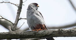 Red-footed falcon