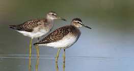 Wood sandpipers