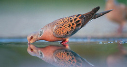 ヨーロッパのカメの鳩