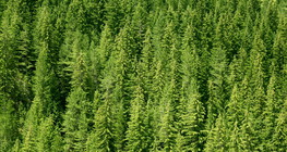Pine forest