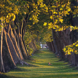 成排的法国梧桐