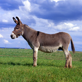 Donkey