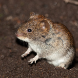 Mysz