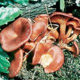 鬼火蘑菇
