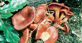 Kielichowiec pomarańczowy