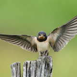 Barn swallow