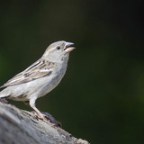 House sparrow (female)