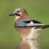 Eurasian jay