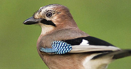 Eurasian jay
