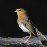 European robin