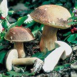 Porcini