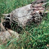 Beaver chewed tree