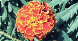 프랑스 메리골드