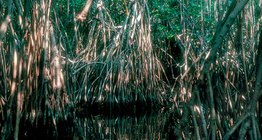 Мангровое болото