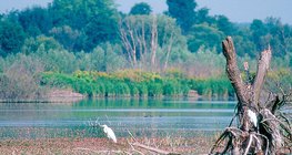 Малый Балатон, заболоченная территория (Венгрия)